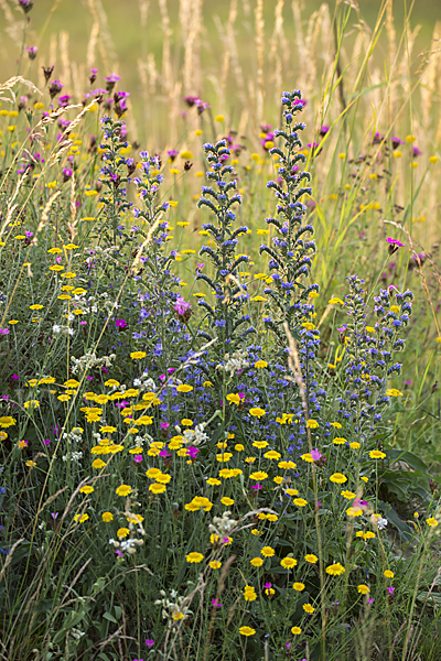 Färber-Hundskamille (Anthemis tinctoria)