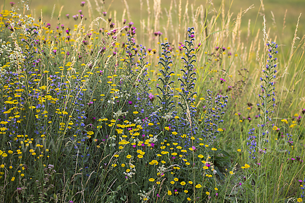 Färber-Hundskamille (Anthemis tinctoria)