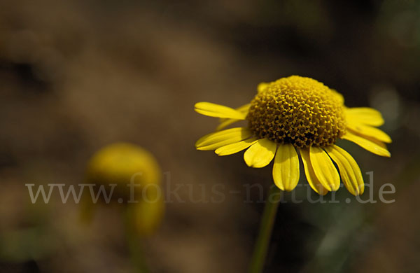 Färber-Hundskamille (Anthemis tinctoria)