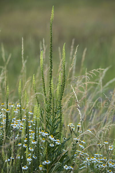 Färber-Wau (Reseda luteola)