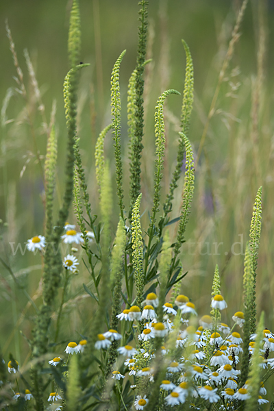 Färber-Wau (Reseda luteola)