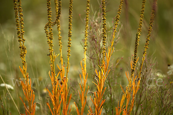 Färber-Wau (Reseda luteola)