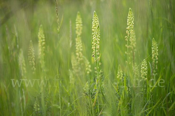 Färber-Wau (Reseda luteola)