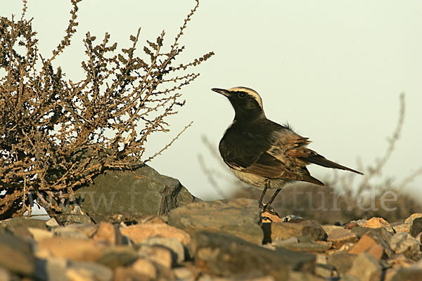 Fahlbürzelsteinschmätzer (Oenanthe moesta)