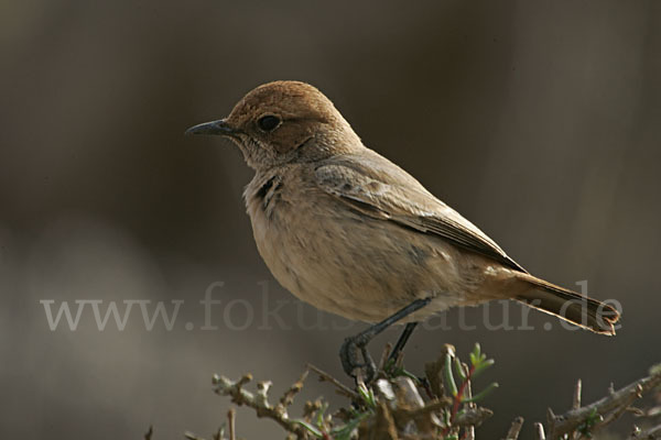 Fahlbürzelsteinschmätzer (Oenanthe moesta)