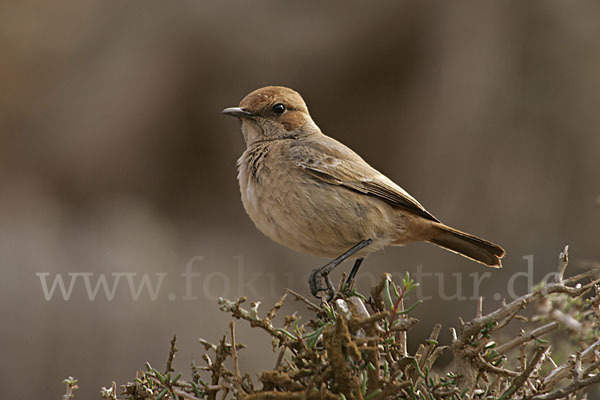 Fahlbürzelsteinschmätzer (Oenanthe moesta)