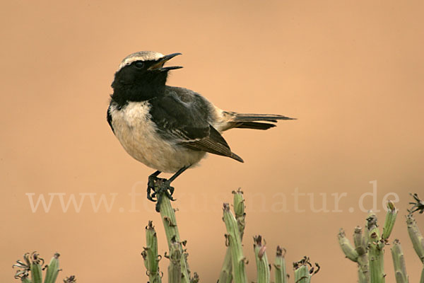 Fahlbürzelsteinschmätzer (Oenanthe moesta)