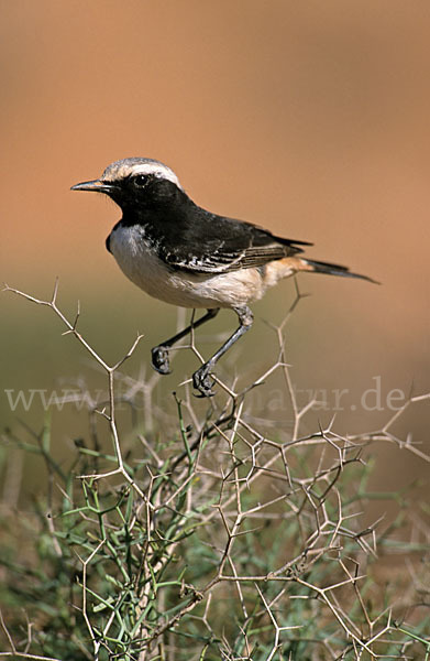 Fahlbürzelsteinschmätzer (Oenanthe moesta)