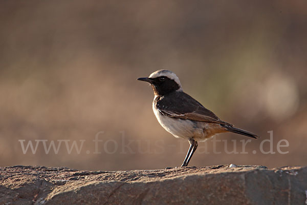 Fahlbürzelsteinschmätzer (Oenanthe moesta)