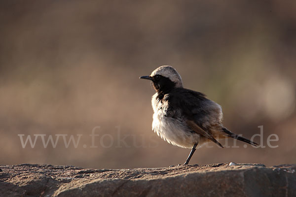 Fahlbürzelsteinschmätzer (Oenanthe moesta)