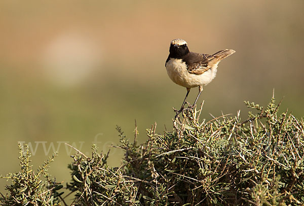 Fahlbürzelsteinschmätzer (Oenanthe moesta)