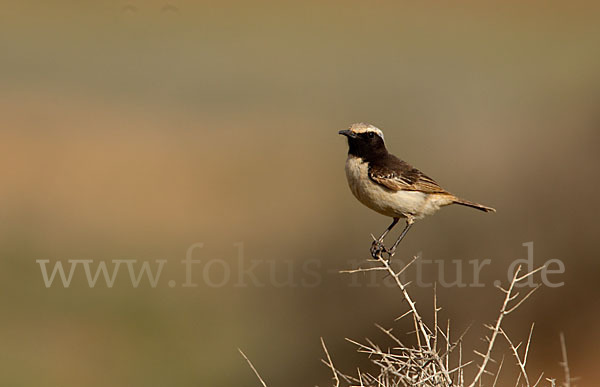 Fahlbürzelsteinschmätzer (Oenanthe moesta)