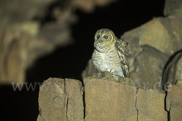 Fahlkauz (Strix hadorami)