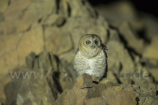 Fahlkauz (Strix hadorami)