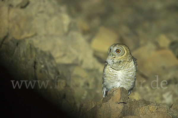 Fahlkauz (Strix hadorami)