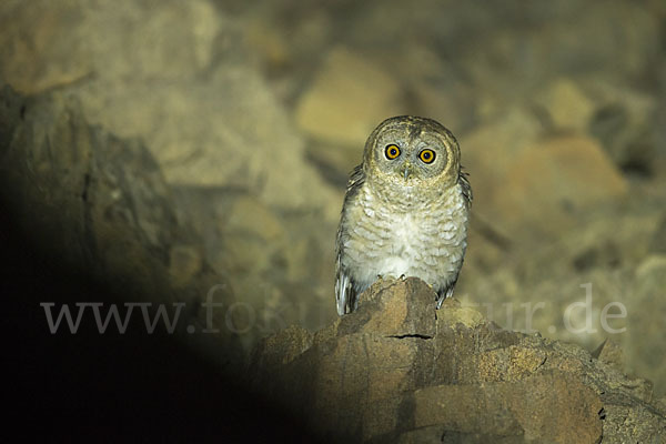 Fahlkauz (Strix hadorami)