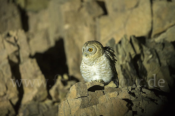 Fahlkauz (Strix hadorami)