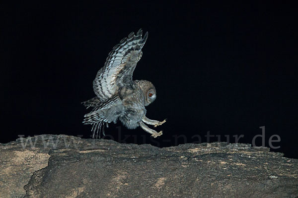 Fahlkauz (Strix hadorami)