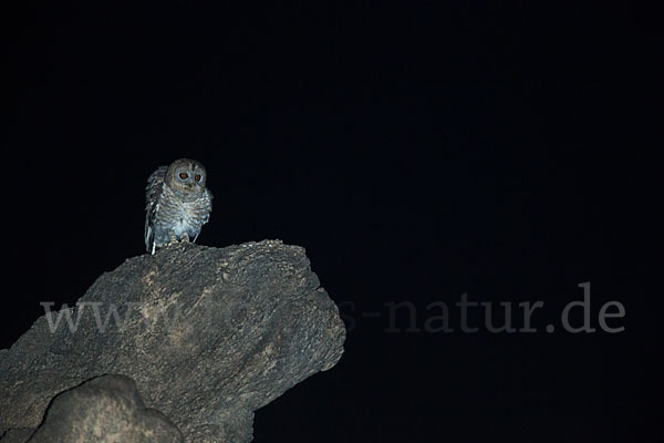 Fahlkauz (Strix hadorami)