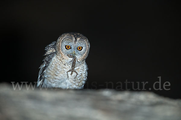 Fahlkauz (Strix hadorami)