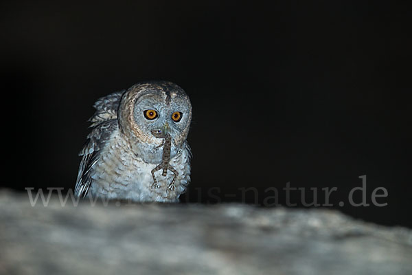 Fahlkauz (Strix hadorami)