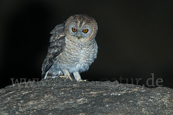 Fahlkauz (Strix hadorami)