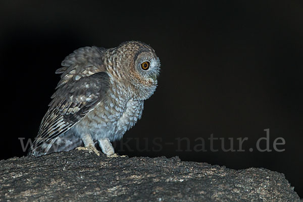 Fahlkauz (Strix hadorami)