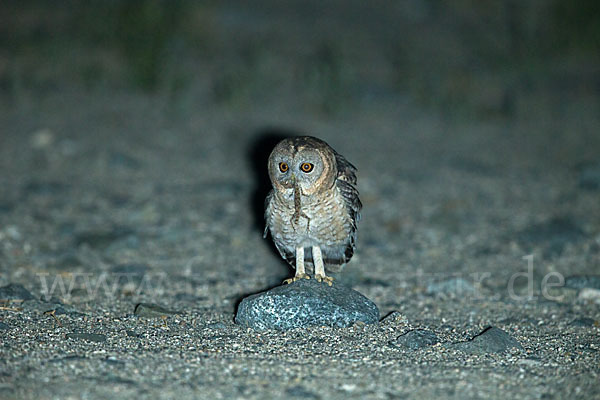 Fahlkauz (Strix hadorami)