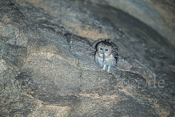 Fahlkauz (Strix hadorami)