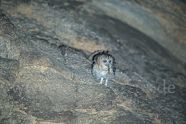 Fahlkauz (Strix hadorami)