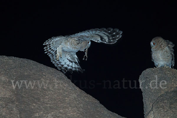 Fahlkauz (Strix hadorami)