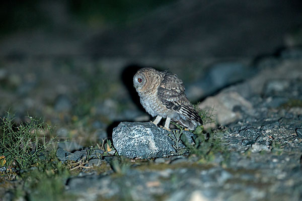 Fahlkauz (Strix hadorami)