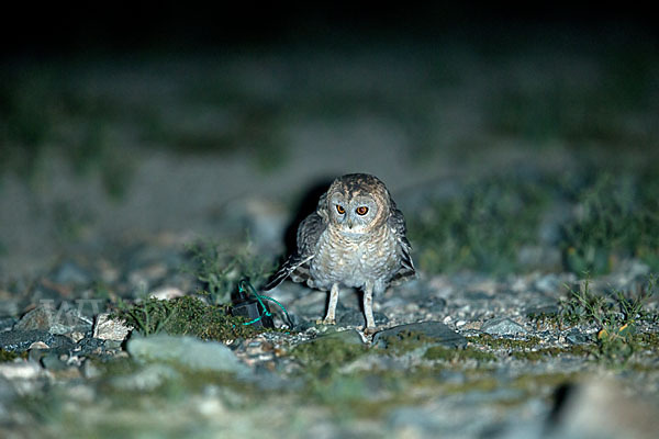 Fahlkauz (Strix hadorami)