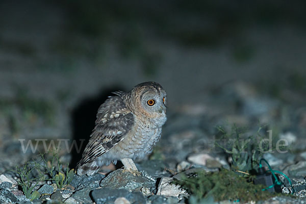 Fahlkauz (Strix hadorami)