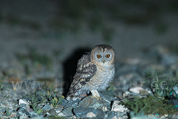 Fahlkauz (Strix hadorami)