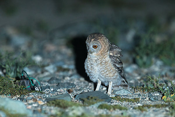 Fahlkauz (Strix hadorami)