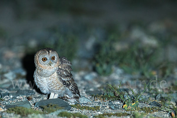 Fahlkauz (Strix hadorami)