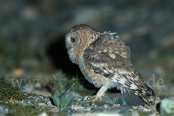 Fahlkauz (Strix hadorami)