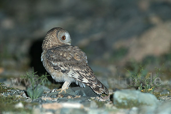 Fahlkauz (Strix hadorami)