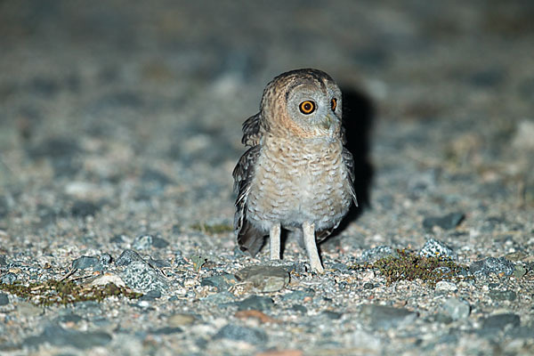 Fahlkauz (Strix hadorami)