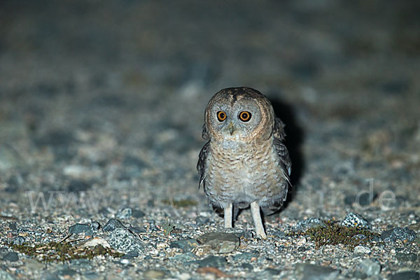 Fahlkauz (Strix hadorami)