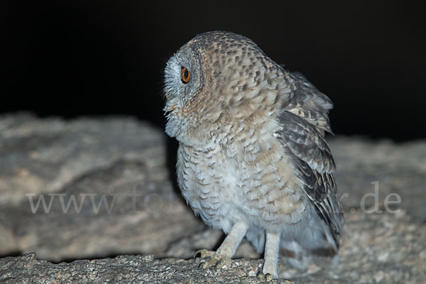 Fahlkauz (Strix hadorami)