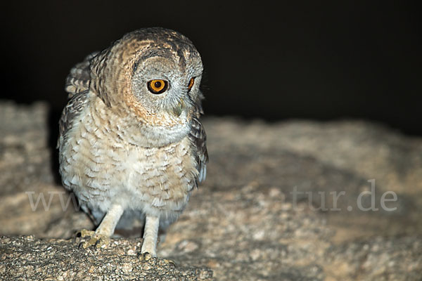 Fahlkauz (Strix hadorami)