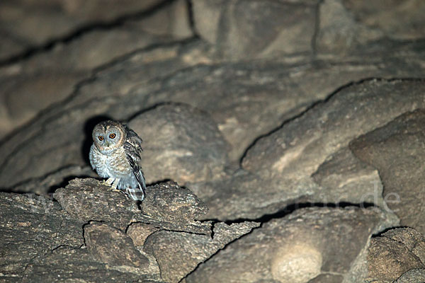 Fahlkauz (Strix hadorami)