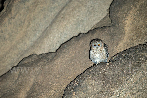 Fahlkauz (Strix hadorami)