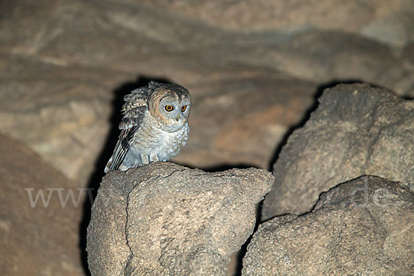 Fahlkauz (Strix hadorami)