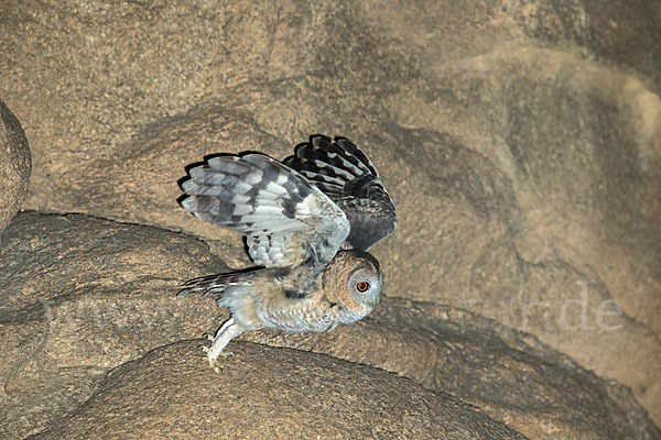 Fahlkauz (Strix hadorami)