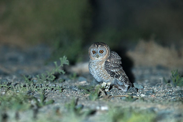 Fahlkauz (Strix hadorami)