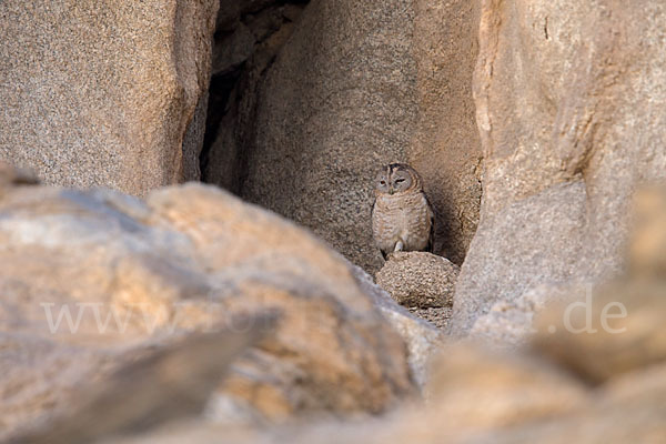 Fahlkauz (Strix hadorami)