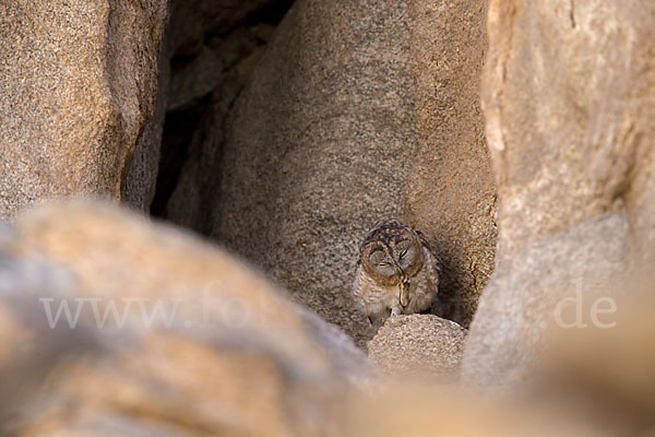 Fahlkauz (Strix hadorami)